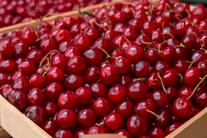 Czereśnie: krajowa podaż przejmuje rynek, import traci znaczenie
