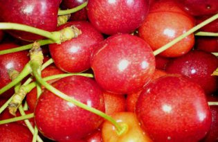 Krajowe czereśnie – podaż śladowa, a ceny?