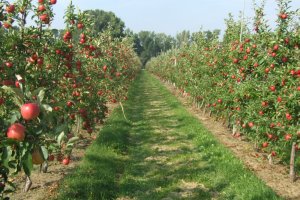 Przedwynikowy szacunek zbioru owoców z drzew w 2026 roku