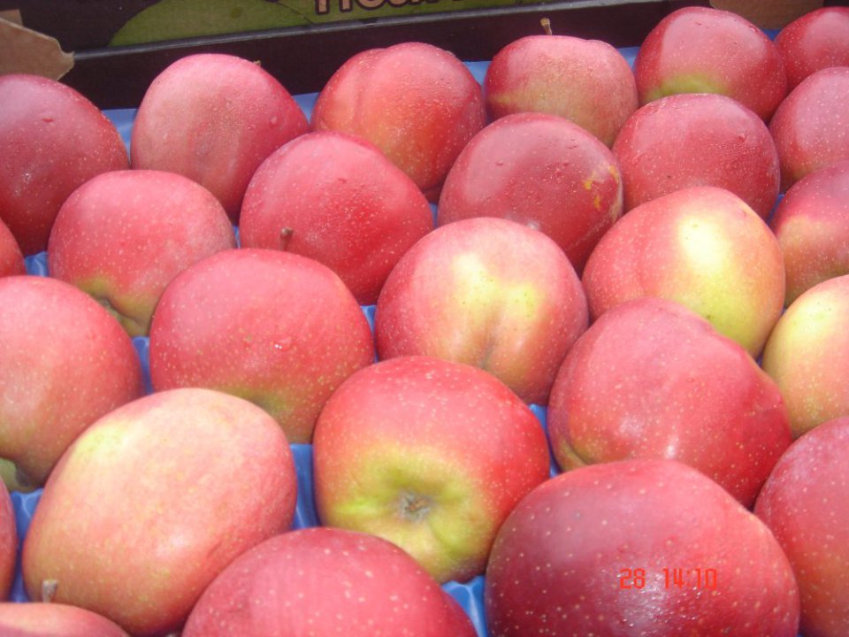 Czy czeka nas wzrost cen deserowych jabłek odmiany Gloster?