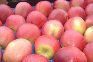 Czy czeka nas wzrost cen deserowych jabłek odmiany Gloster?