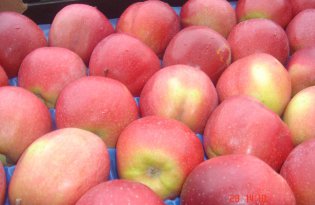 Czy czeka nas wzrost cen deserowych jabłek odmiany Gloster?