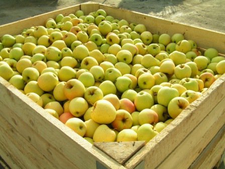 Ceny jabłek Golden Delicious powinny jeszcze wzrosnąć