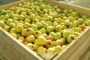 Ceny jabłek Golden Delicious powinny jeszcze wzrosnąć