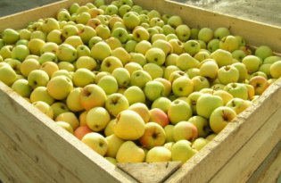 Ceny jabłek Golden Delicious powinny jeszcze wzrosnąć