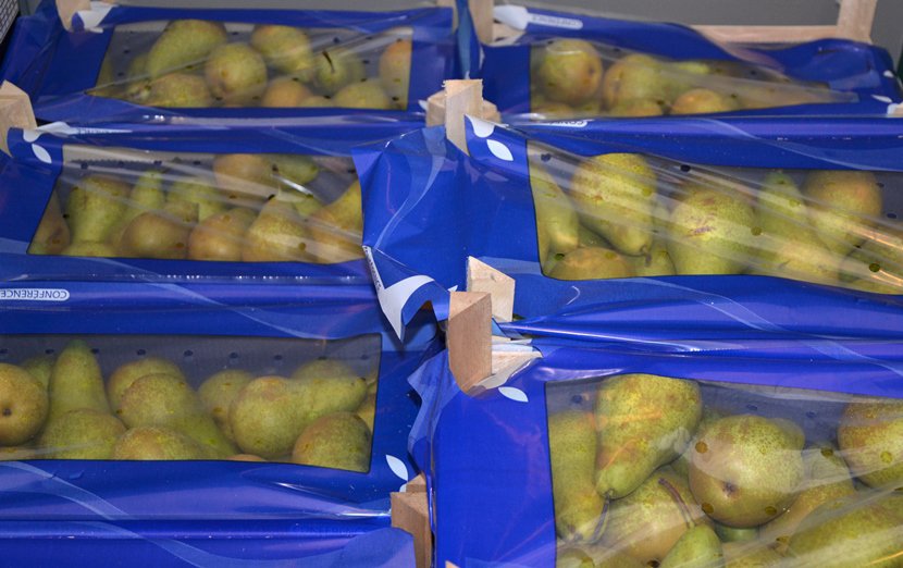 Czy ceny gruszek mogą wzrosnąć w końcówce kwietnia|?