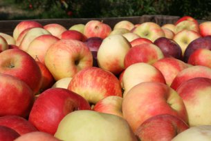 Ceny skupu jabłek przemysłowych nadal pod presją