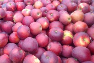 Jabłka Red Jonaprince – większość ich europejskich zapasów jest w Polsce