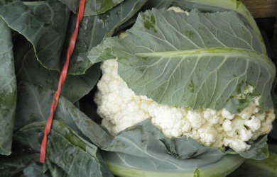 Są już pierwsze kalafiory z krajowych upraw