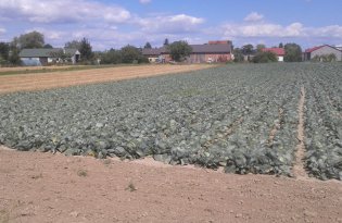 Kapusta białą nie tanieje, chociaż…