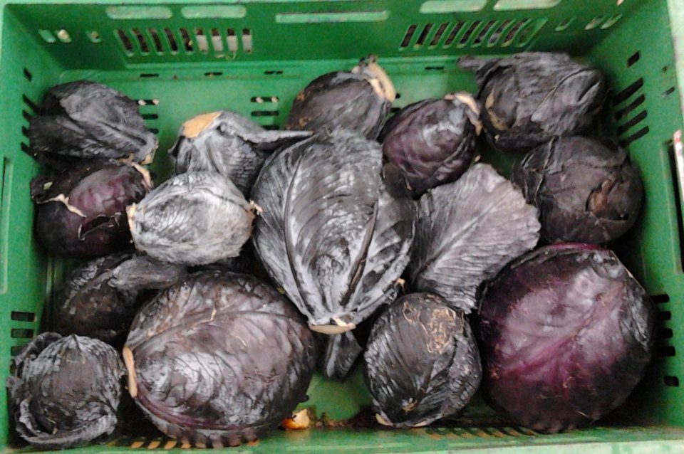Nie ma poprawy w cenach kapusty czerwonej