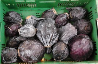 Nie ma poprawy w cenach kapusty czerwonej