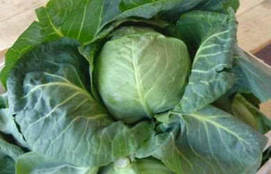 Sezon polskiej młodej kapusty nabiera skali