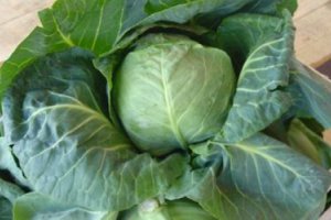 Sezon polskiej młodej kapusty nabiera skali