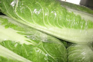 Duże przemeblowanie w cenach kapusty pekińskiej