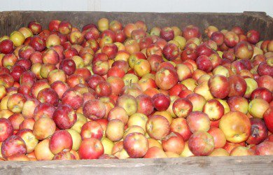 Sezon skupu jabłek przemysłowych finiszuje