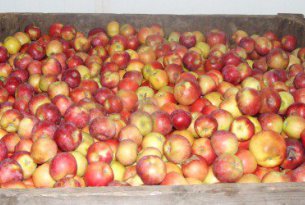 Sezon skupu jabłek przemysłowych finiszuje
