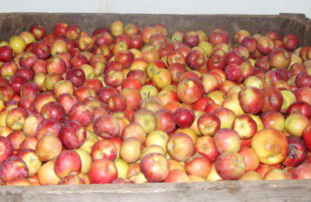 Sezon skupu jabłek przemysłowych finiszuje