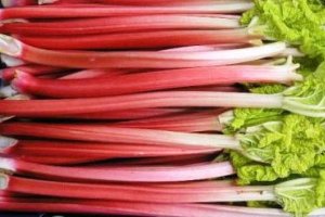 Rabarbar – skup na finiszu cichy i cenowo stabilny