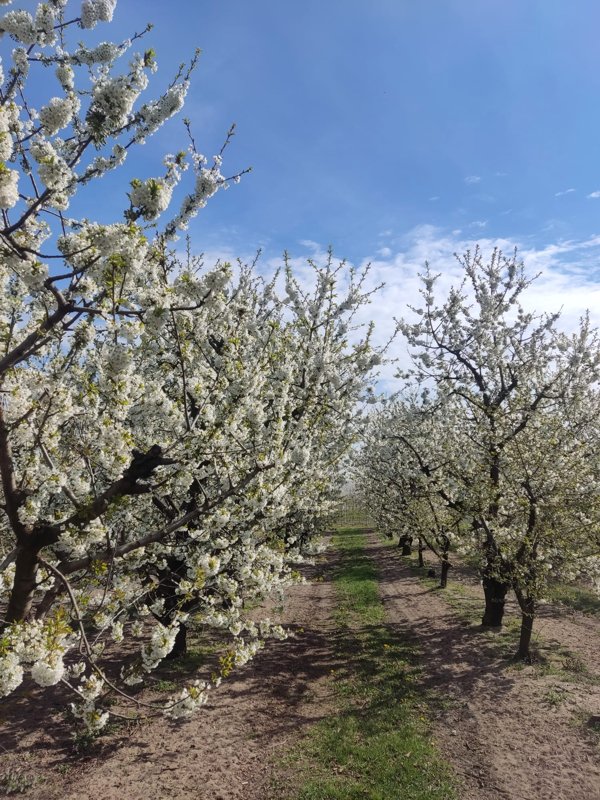 Przymrozki wracają, ostrzegają synoptycy