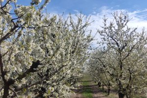 Przymrozki wracają, ostrzegają synoptycy
