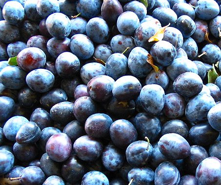 Zróżnicowane ceny skupu śliwek do przetwórstwa