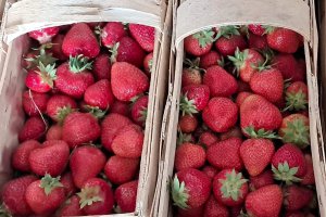 Ceny truskawek do przetwórstwa w szczycie sezonu