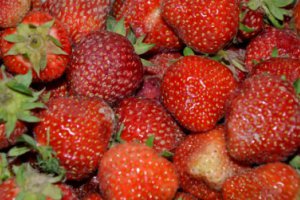 Skup truskawek wreszcie ruszył