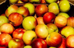 Poprawa cen jabłek Szampion