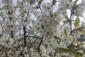 Przymrozki – weekend okazał się lepszy, ale to nie koniec