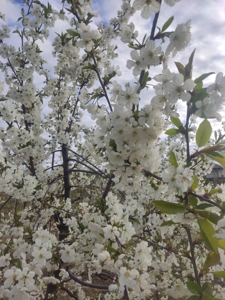 Kolejna noc przymrozków, straty coraz większe