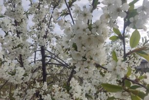 Kolejna noc przymrozków, straty coraz większe