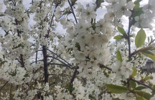 Kolejna noc przymrozków, straty coraz większe