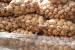 Są pierwsze wczesne ziemniaki z krajowych upraw