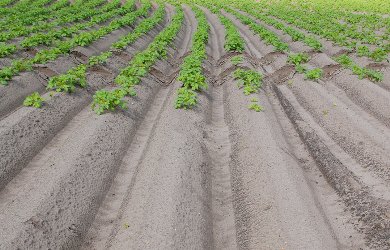 Wstępny szacunek zbioru ziemniaków 2026 r.