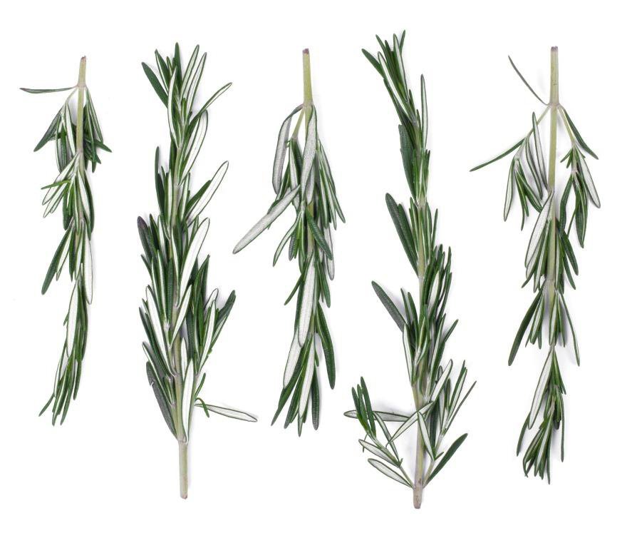 Precyzyjna kontrola w produkcji ziołowej w hydroponice: perspektywa producenta na integrację cyfrową