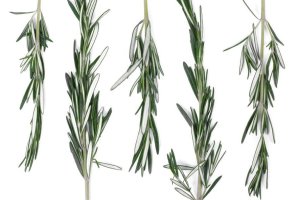 Sojusz CEA opublikował drugie wydanie wytycznych dotyczących bezpieczeństwa żywności dla liściastych warzyw.