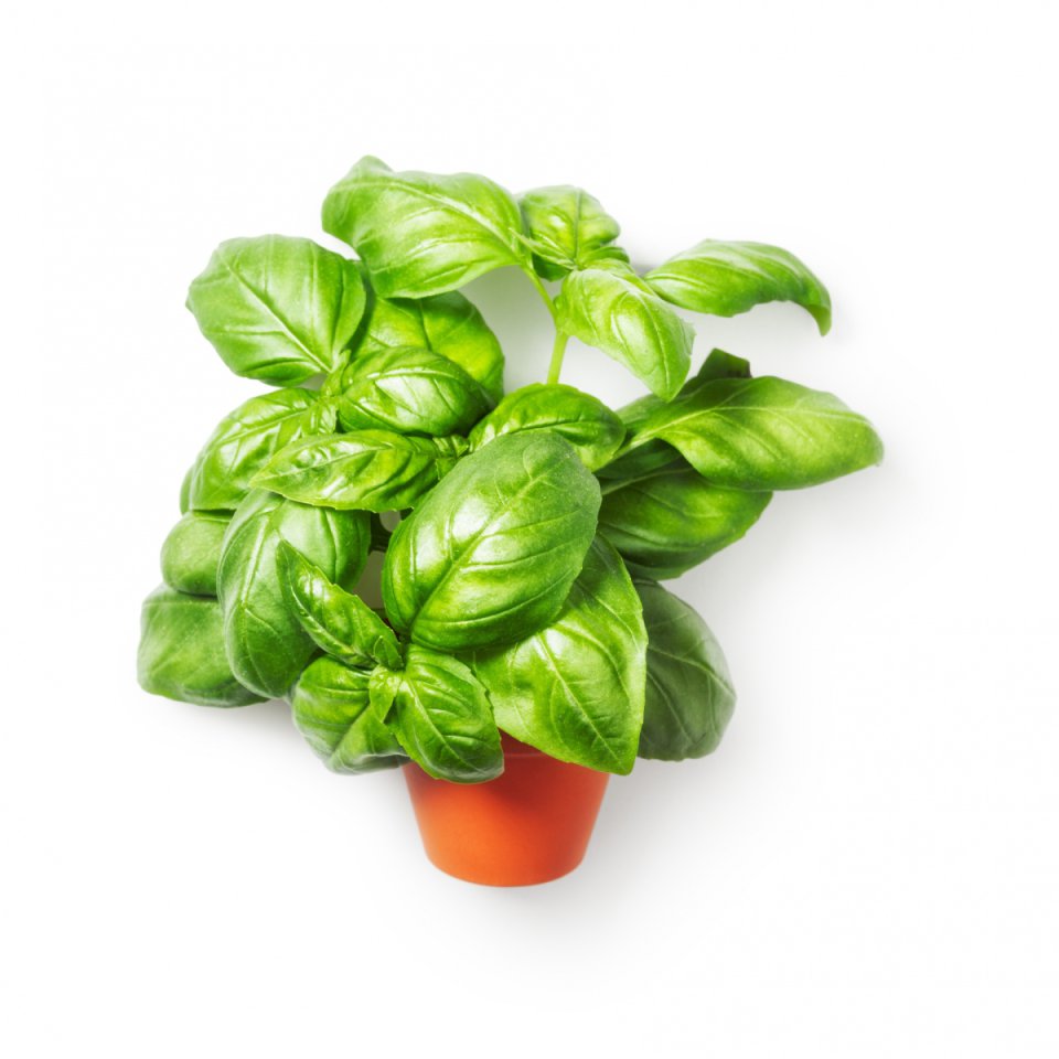 Przetwarzanie mięty w Kolumbii poprawia usuwanie owadów i efektywność.