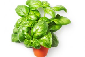 Przetwarzanie mięty w Kolumbii poprawia usuwanie owadów i efektywność.