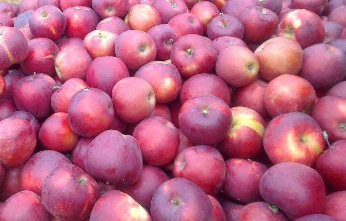 Eksport owoców z Nowej Zelandii rośnie dzięki kiwi i jabłkom, które napędzają wzrost.