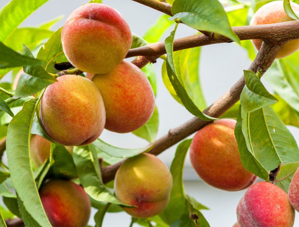 W hiszpańskich drzewek owocowych prognozowane jest mniejsze zbiory moreli i śliwek na sezon 2026.