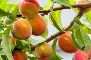 Grupa Catalá nadal prowadzi pod względem ilości w sektorze owoców pestkowych.