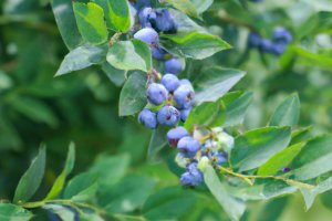 Ukraińscy producenci borówek łączą siły w eksporcie, aby skierować swoje produkty na rynki Unii Europejskiej.