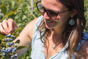 Finansowanie AFTPP jako „strategiczny katalizator” dla amerykańskiej branży borówek.