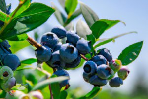 Nowe argentyńskie odmiany borówki amerykańskiej wykazują obiecujące wyniki.