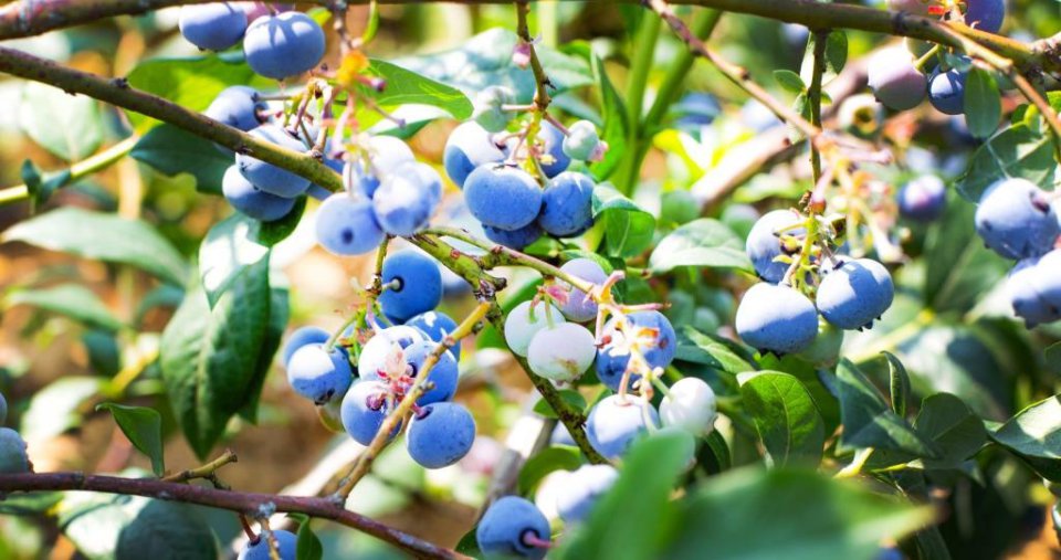 Zimna noc, która będzie miała wpływ na sezon. Temperatura spadła do -9°C.