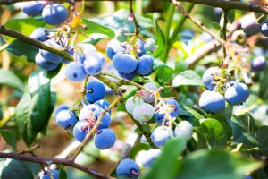 Zimna noc, która będzie miała wpływ na sezon. Temperatura spadła do -9°C.