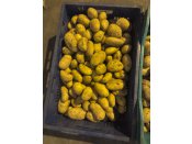 Ziemniaki młode z Egiptu (40–60 mm)