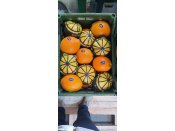 Pomarańcze z Egiptu – oferta hurtowa