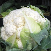 PRODUKT NOMINOWANY DO FRESH MARKET AWARD: KALAFIOR WHITEX